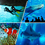 青の洞窟＆美ら海水族館